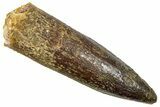 Fossil Sauropod Dinosaur (Titanosaur) Tooth - Morocco #369673-1